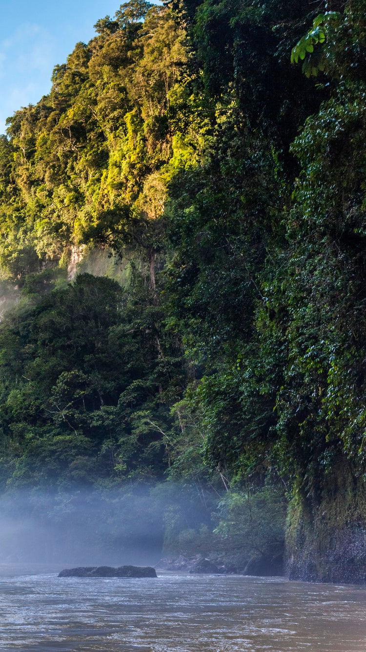 The Tropical Amazon Jungle