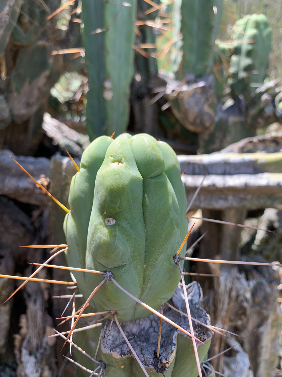 Trichocereus bridgesii "Don Diego" - HapaJoeNursery - 0.00