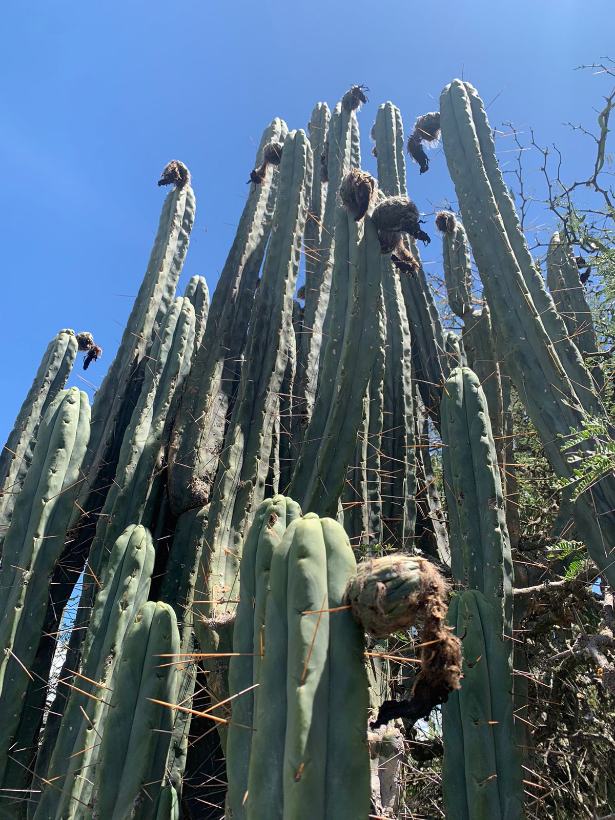 Trichocereus bridgesii "Don Diego" - HapaJoeNursery - 0.00