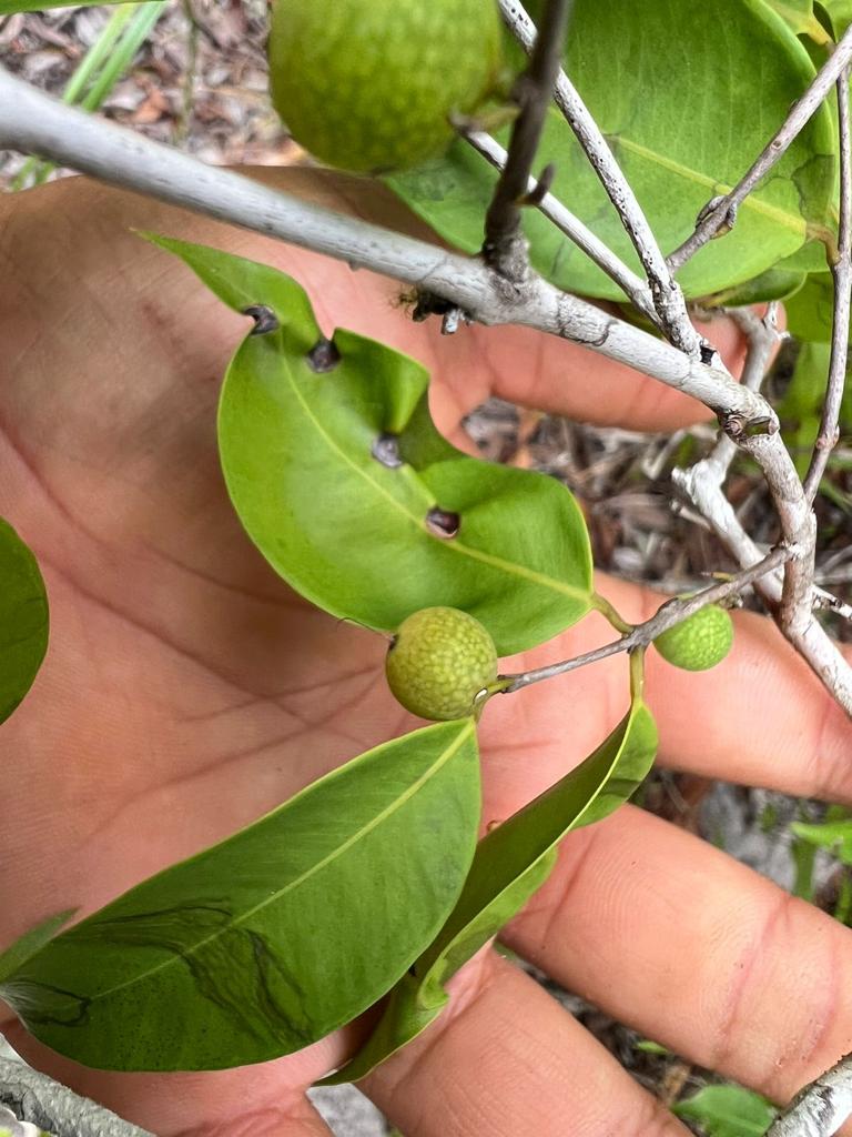 Myrciaria sp. Amarillo restinga - Hapa Joe's Nursery - 12.00