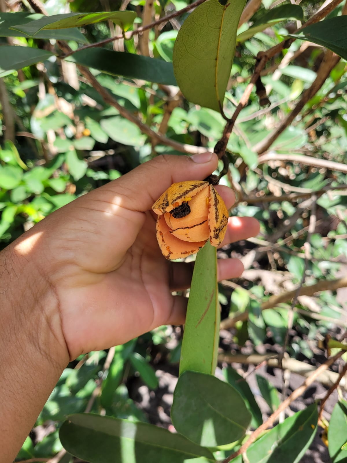 Annona sp Folha Grande - Hapa Joe's Nursery - 90.00