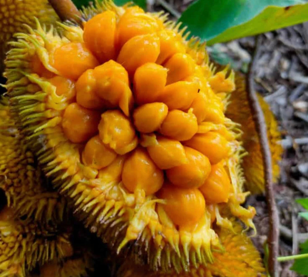 Artocarpus hirsutus, commonly known as Anjili Jack or wild jack - HapaJoeNursery - 40.00