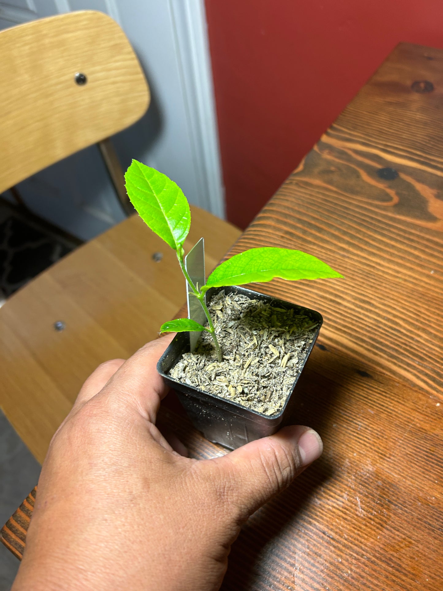 Artocarpus hirsutus, commonly known as Anjili Jack or wild jack - HapaJoeNursery - 40.00