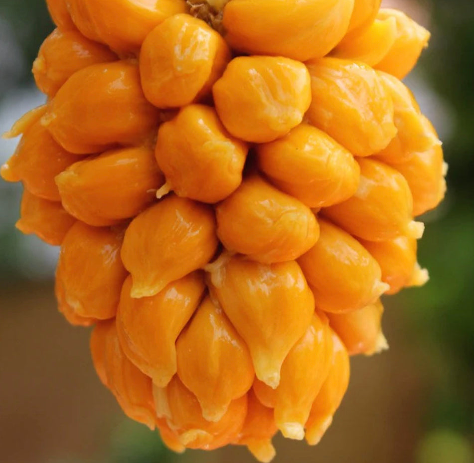 Artocarpus hirsutus, commonly known as Anjili Jack or wild jack - HapaJoeNursery - 40.00