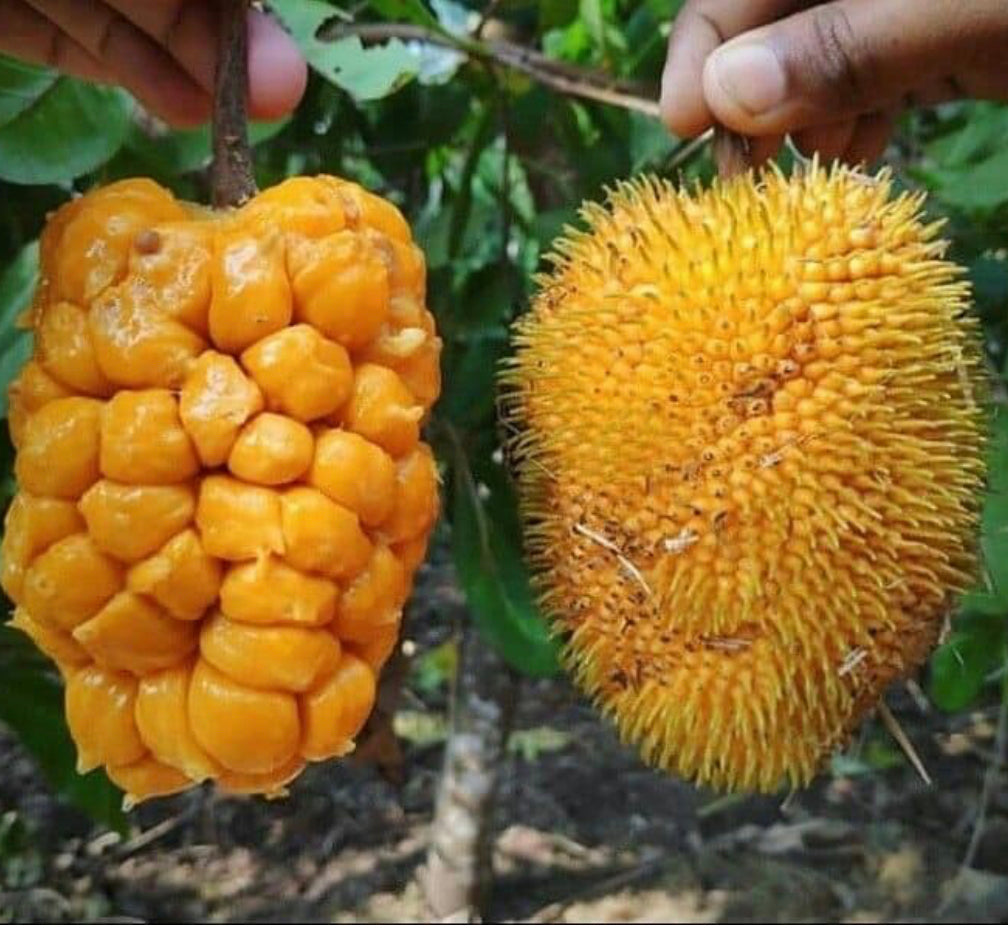 Artocarpus hirsutus, commonly known as Anjili Jack or wild jack - HapaJoeNursery - 40.00