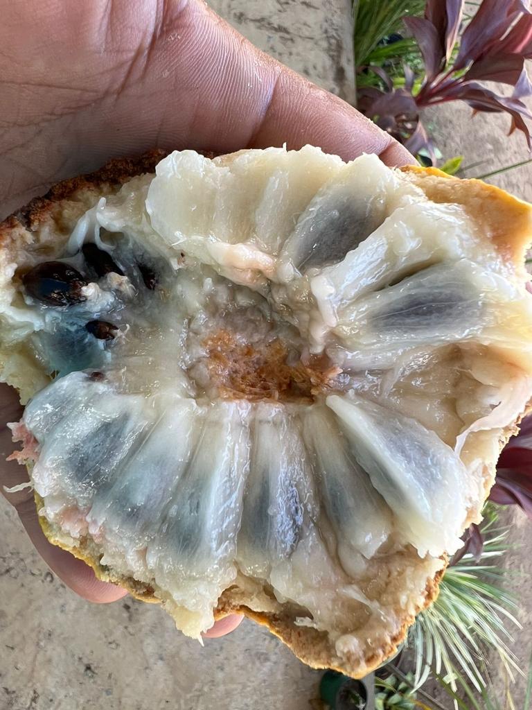 Annona salzmannii "Bahia Amarillo" - Hapa Joe's Nursery - 8.00