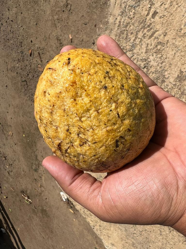 Annona salzmannii "Bahia Amarillo" - Hapa Joe's Nursery - 8.00