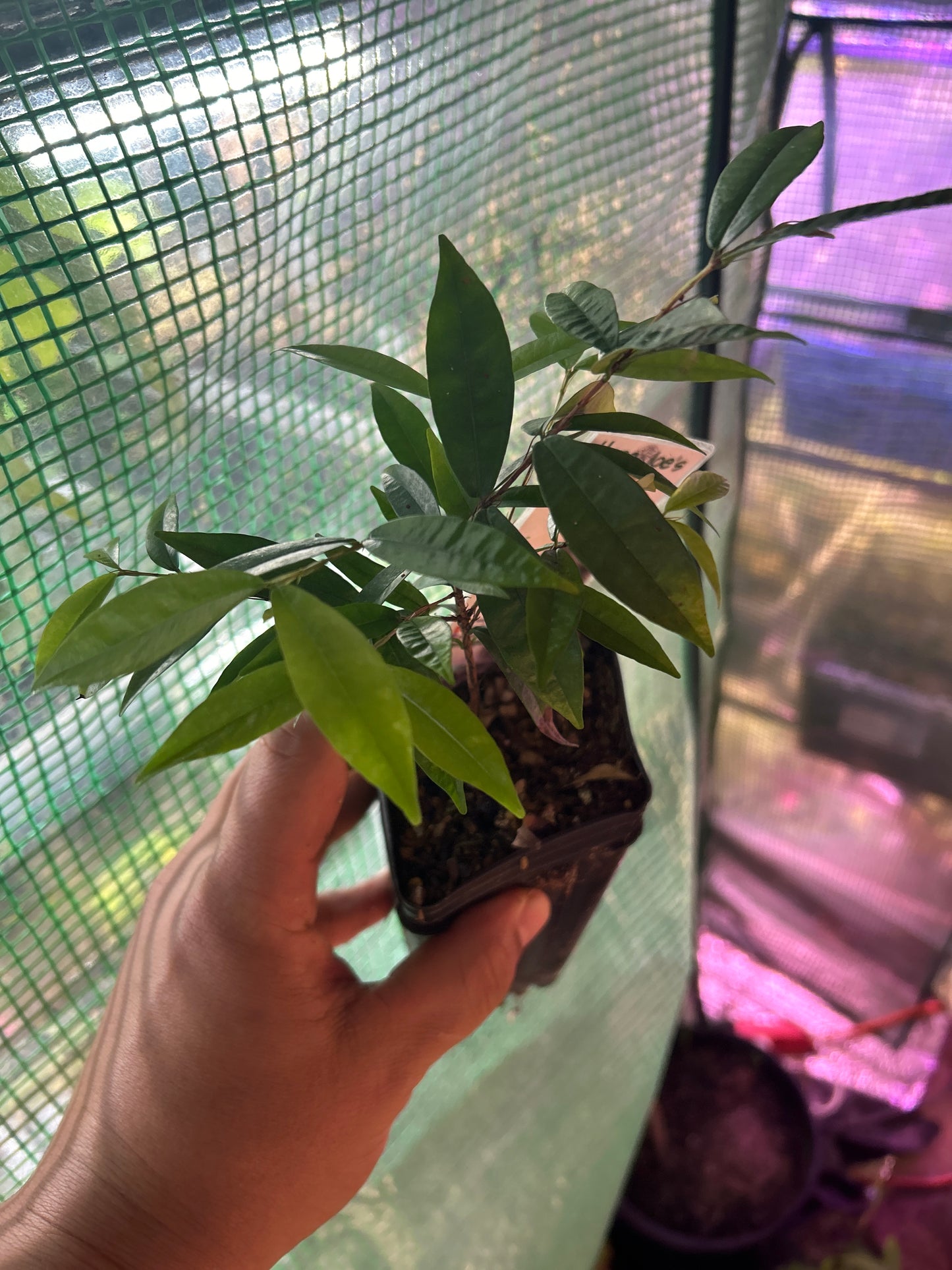 Eugenia agustana "Piitanga Augusta" 1/2 gallon Sapling