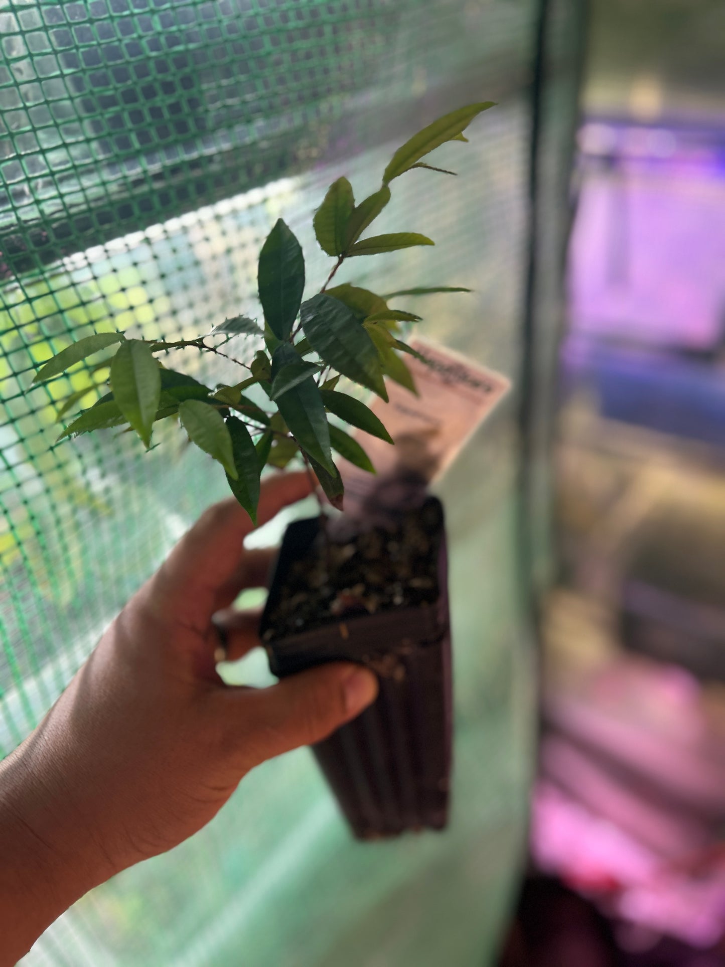 Eugenia agustana "Piitanga Augusta" 1/2 gallon Sapling