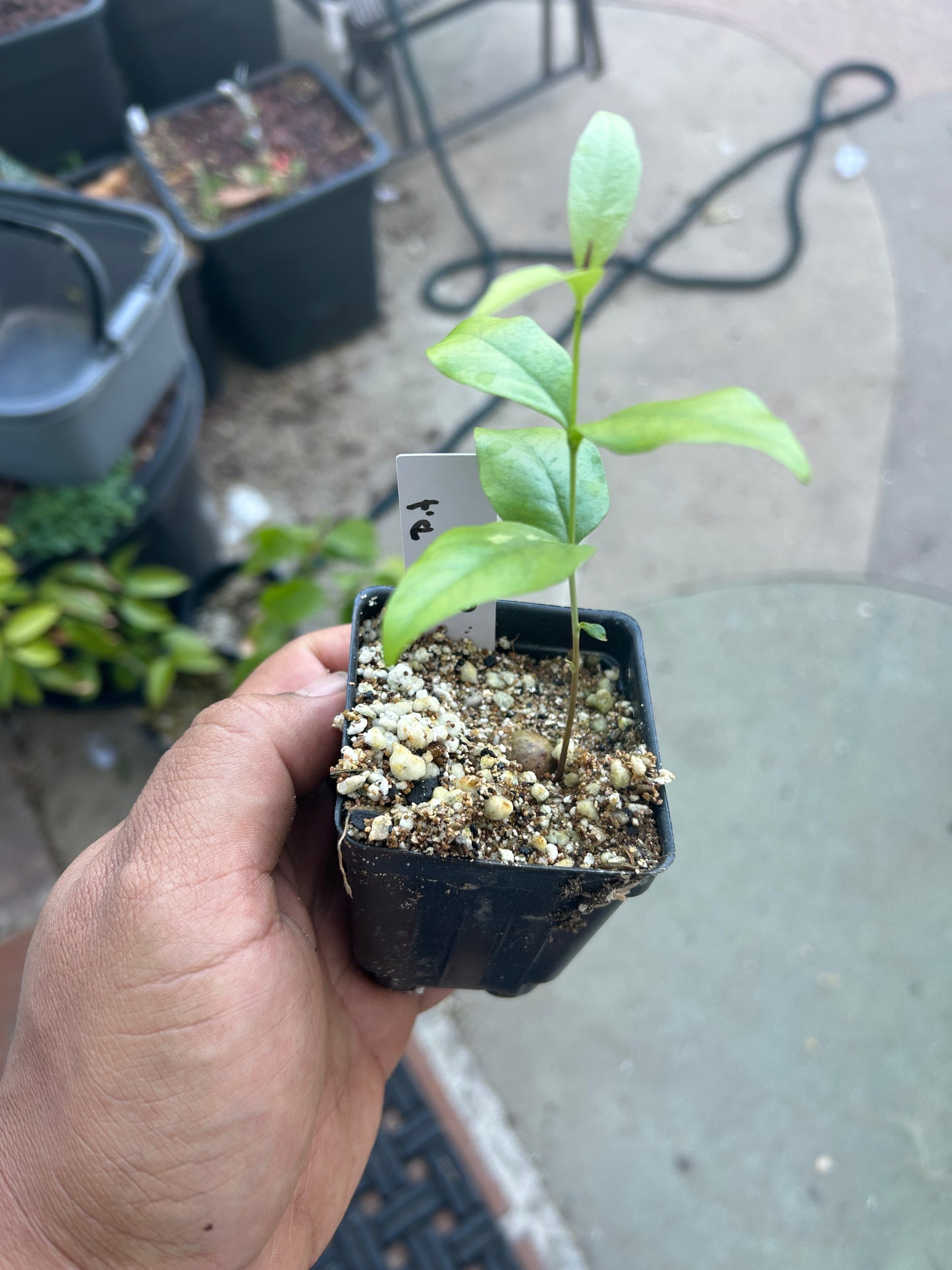 Eugenia sp. “Amarillo de Bahia Caatinga” - Hapa Joe's Nursery - 20.00