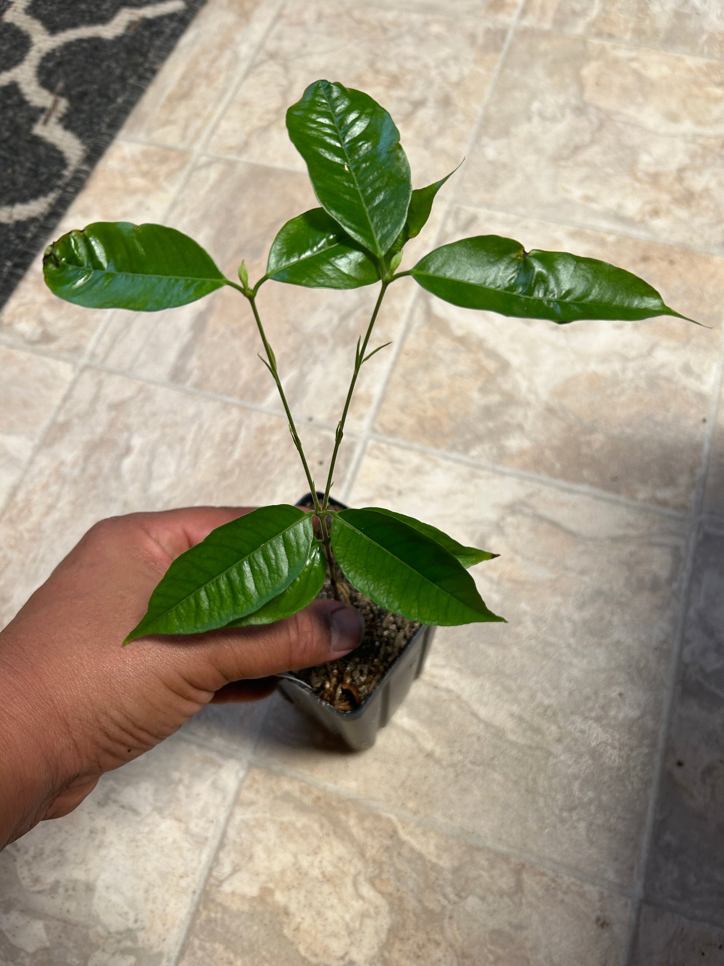 Plinia clausa "Anihuayo" - Hapa Joe's Nursery - 45.00