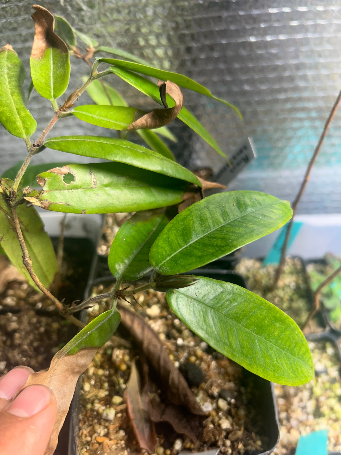 Plinia longiacuminata Extremely rare. - Hapa Joe's Nursery -