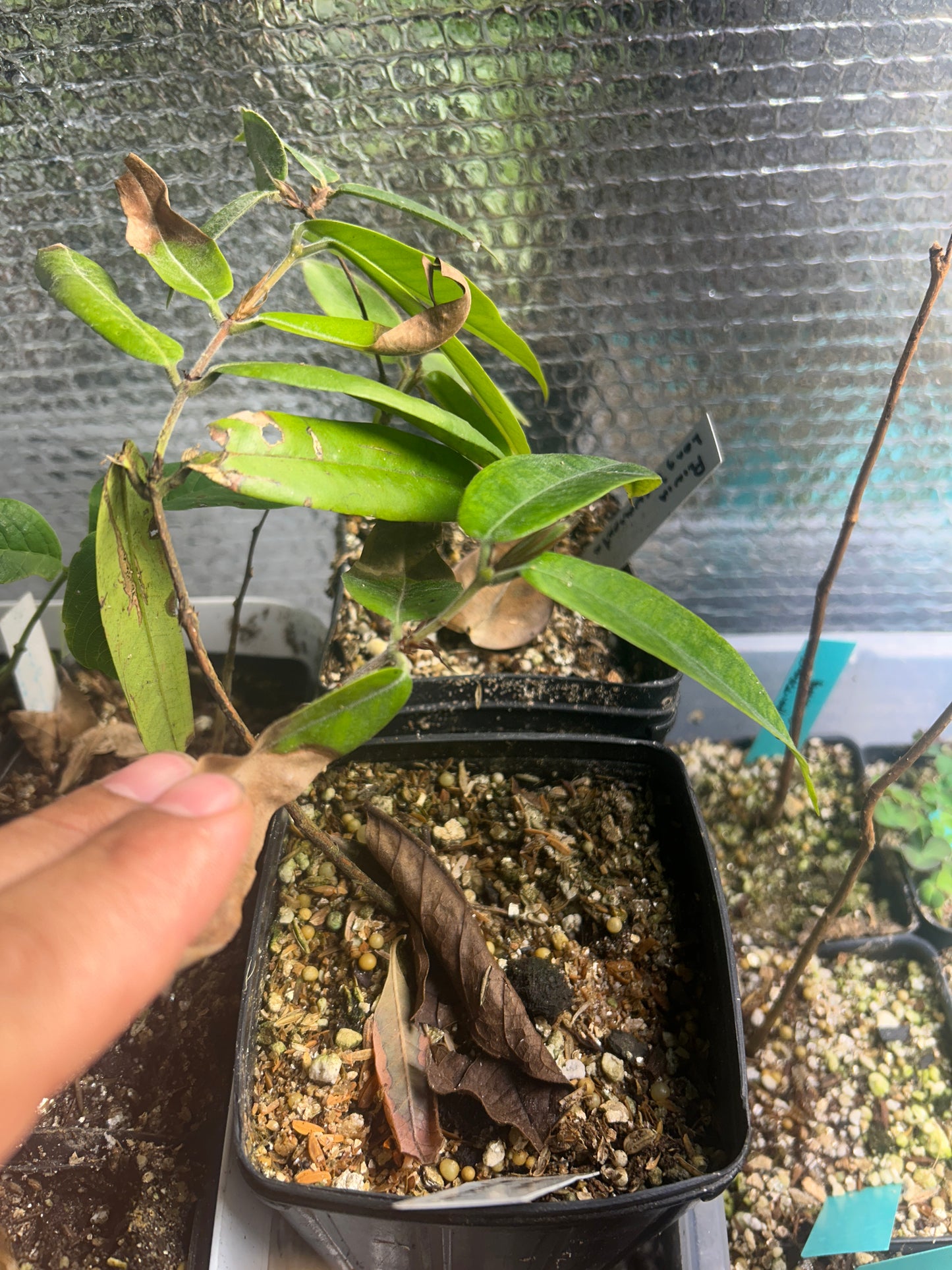 Plinia longiacuminata Extremely rare.