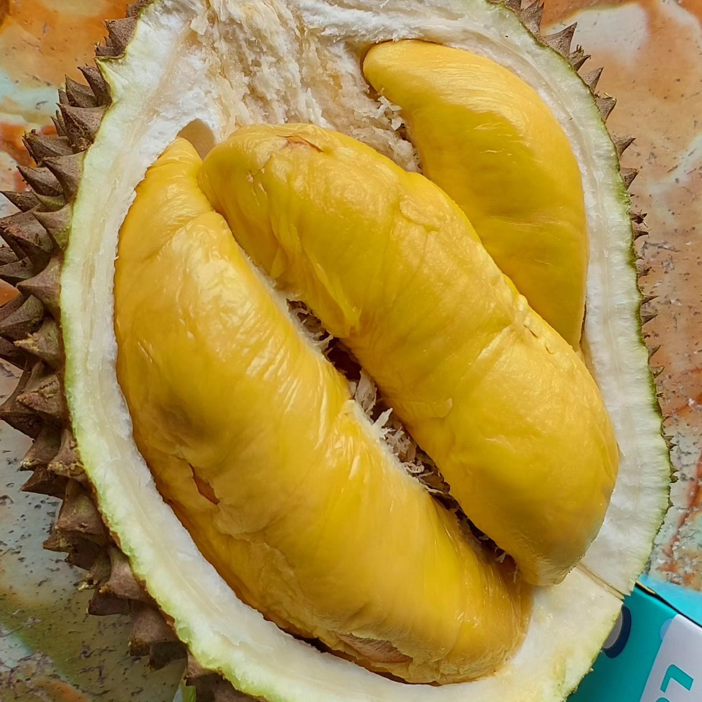 "Old Ginger" Durian: Durio zibethinus OLD MALAYSIAN VINTAGE - Hapa Joe's Nursery -