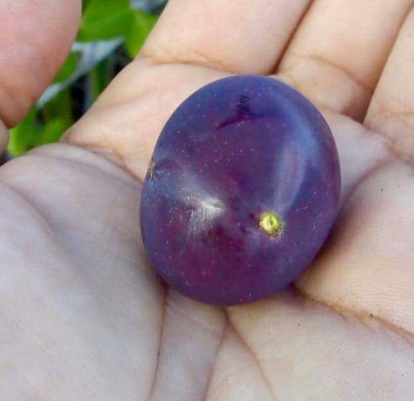 Myrciaria caerulescens (Roxa - Blue Guaquiea)Must Have 1/2 gallon Sapling - Hapa Joe's Nursery -