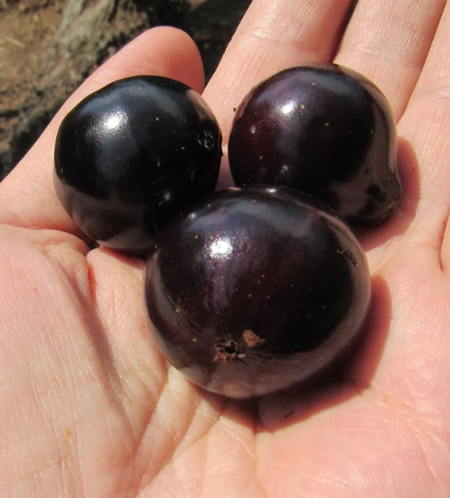 Plinia sp Gigante de Goiânia Jaboticaba