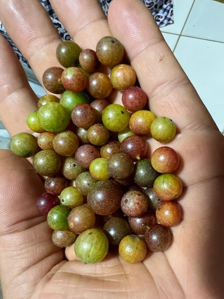 Myrciaria sp Gin and Tonic - Hapa Joe's Nursery - 6.00
