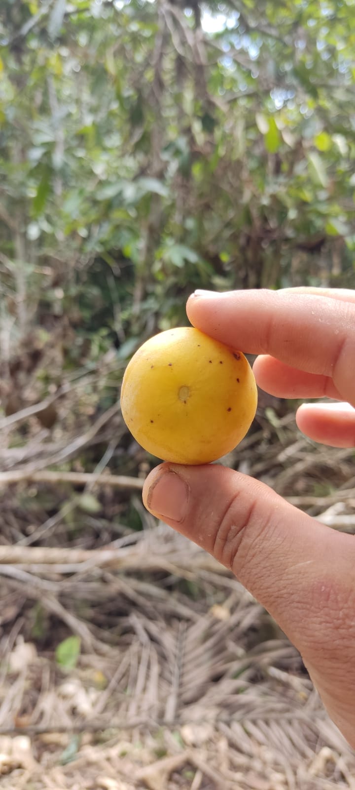 Campomanesia lineatfolia "Tikuna Pallilo" Seeds - HapaJoeNursery