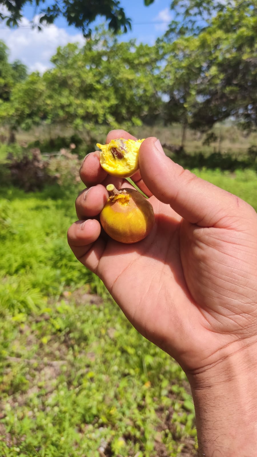 Pouteria macrophylla “Cutite” "Tuturuga" - HapaJoeNursery