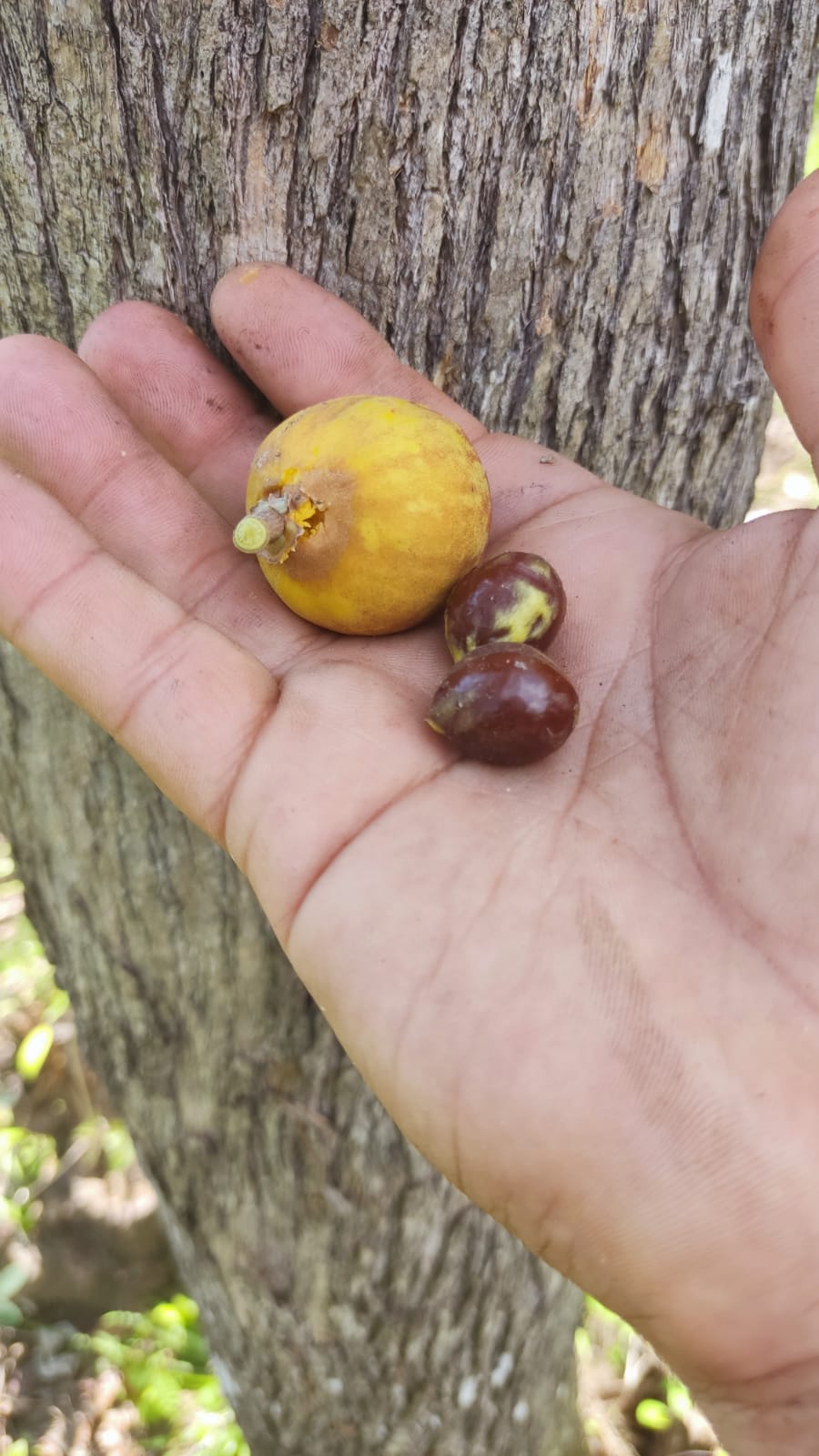 Pouteria macrophylla “Cutite” "Tuturuga" - HapaJoeNursery