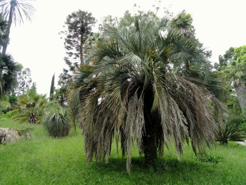Butia odorata  "Southern Jelly Palm/Pindo Palm" Hapa Joe's Nursery