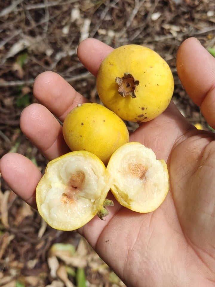 Campomanesia lineatfolia "Tikuna Pallilo" Hapa Joe's Nursery