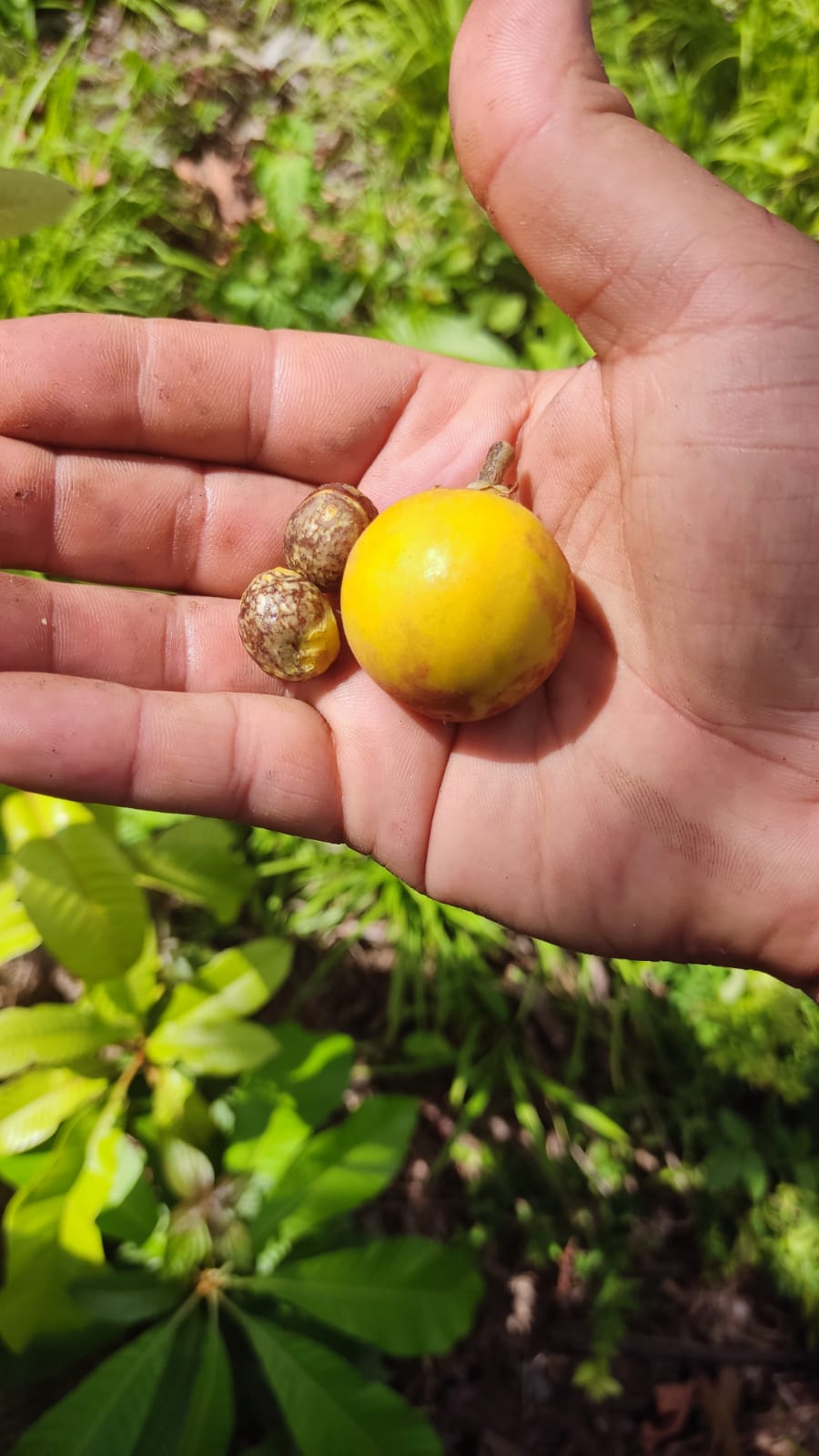 Pouteria macrophylla “Cutite” "Tuturuga" - HapaJoeNursery