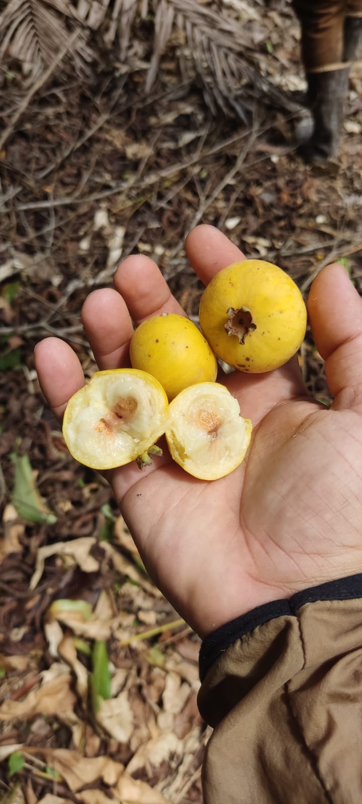 Campomanesia lineatfolia "Tikuna Pallilo" Seeds - HapaJoeNursery