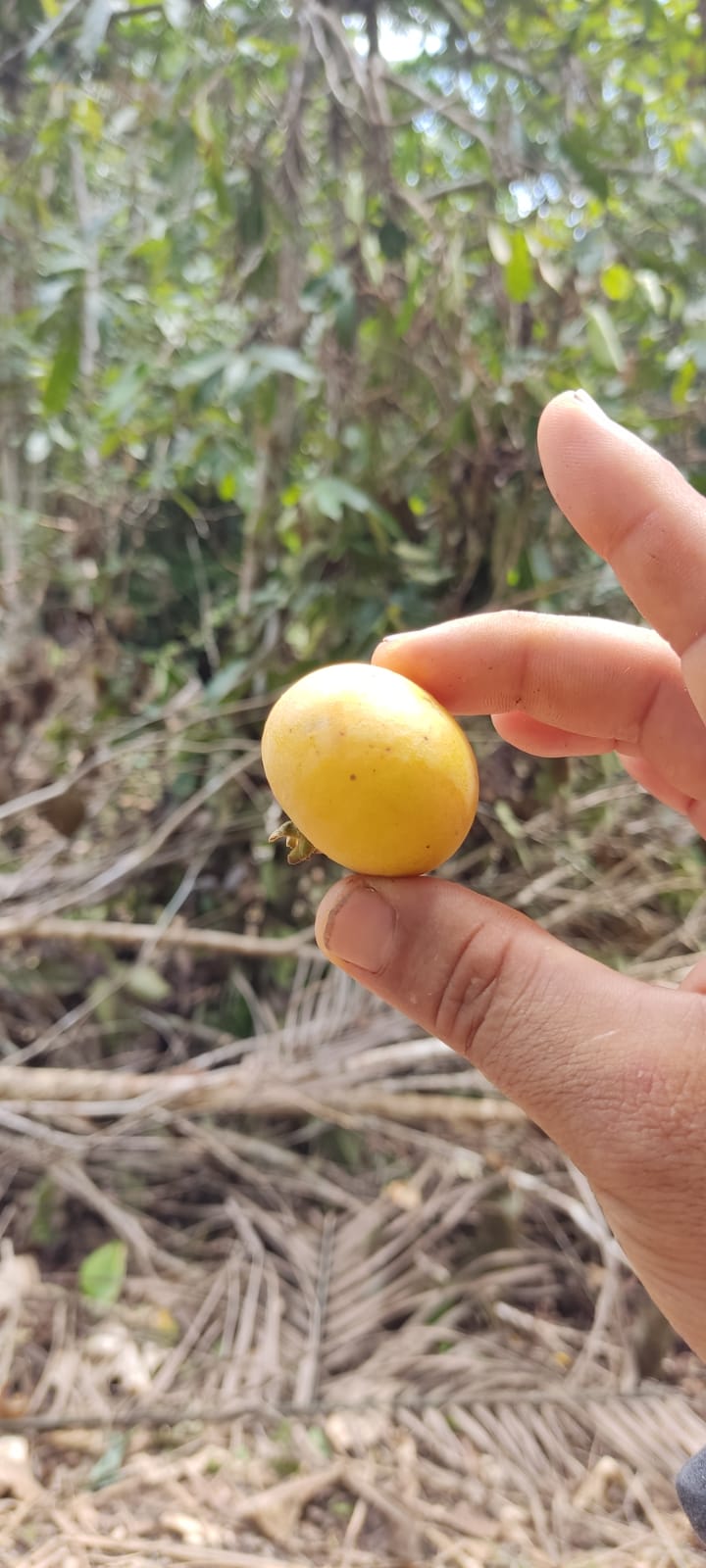 Campomanesia lineatfolia "Tikuna Pallilo" Seeds - HapaJoeNursery