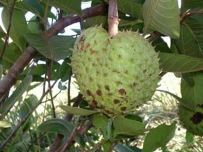 Annona dioica seed. - HapaJoeNursery