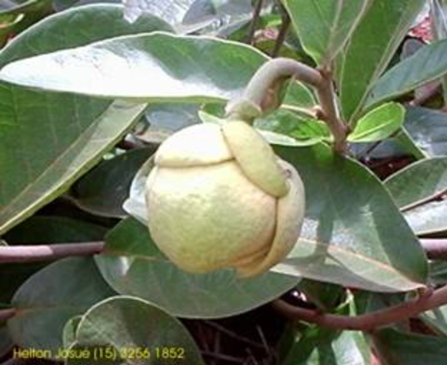 Annona dioica seed. - HapaJoeNursery