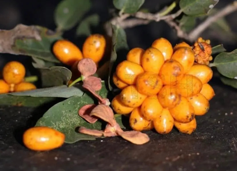 Annona leptopetala - Hapa Joe's Nursery -