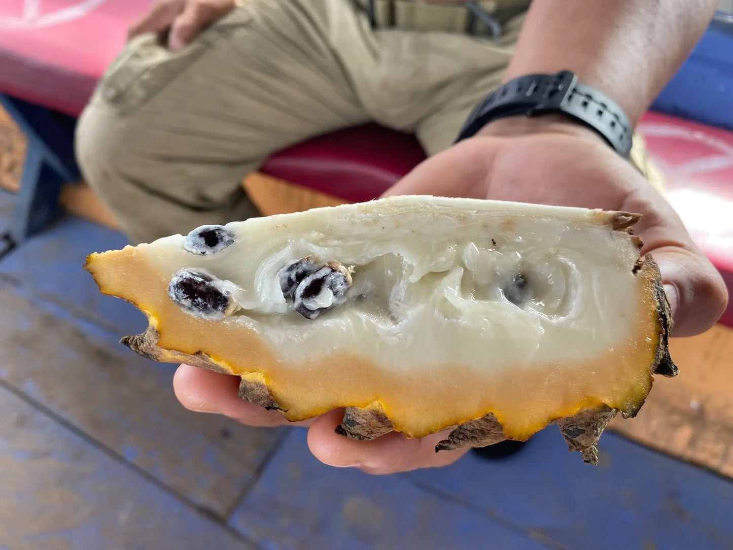 Annona mucosa: Amazon Biriba Seeds HapaJoeNursery