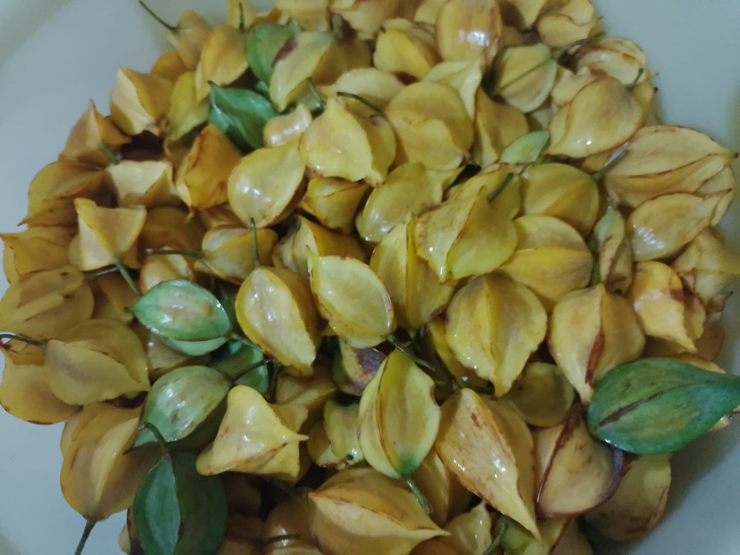 Pouteria sp. "Abiu Carambola" - HapaJoeNursery