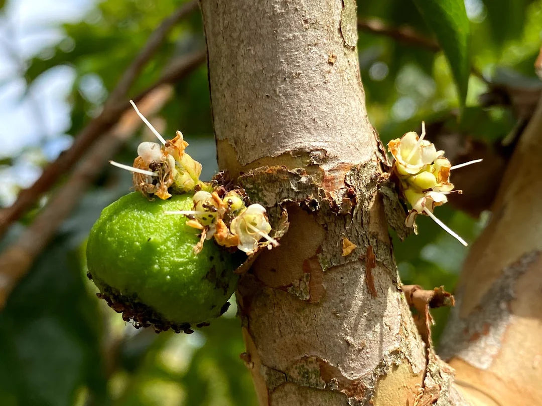 109〓Plinia aureana 'smooth' ホワイトジャボチカバ熱帯果樹 - 果樹