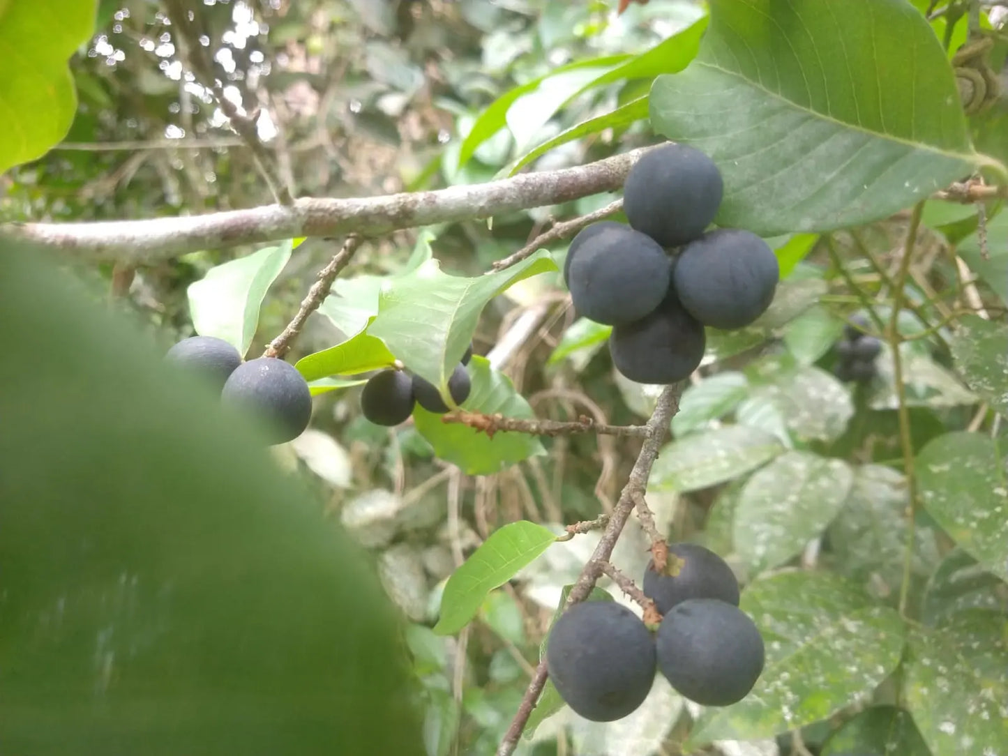 Pouteria gardneri "Sapotinha"