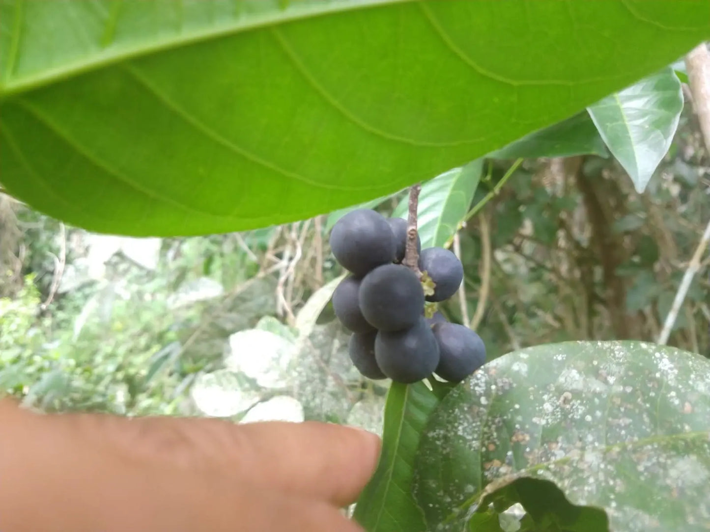 Pouteria gardneri "Sapotinha"