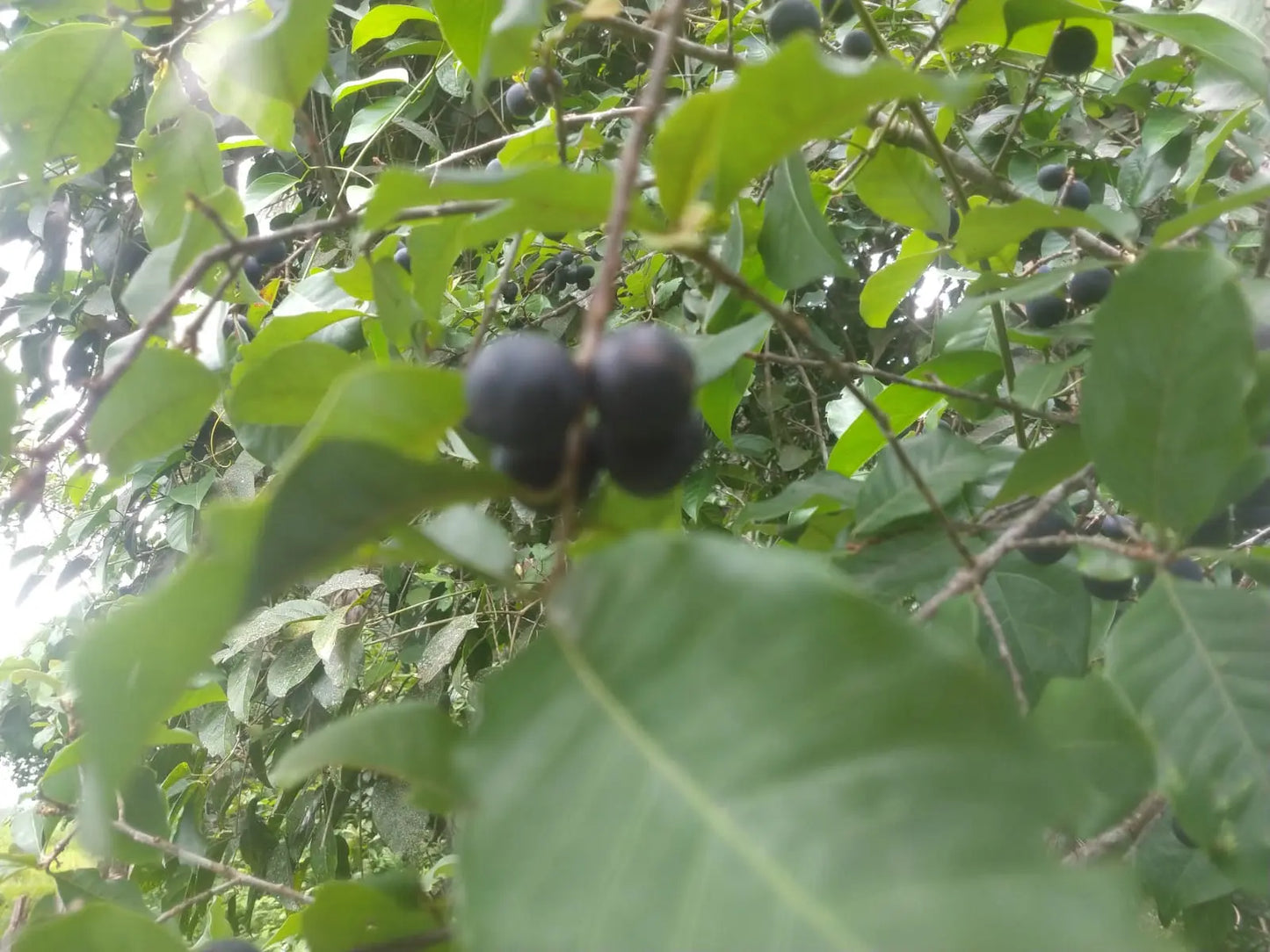 Pouteria gardneri "Sapotinha"