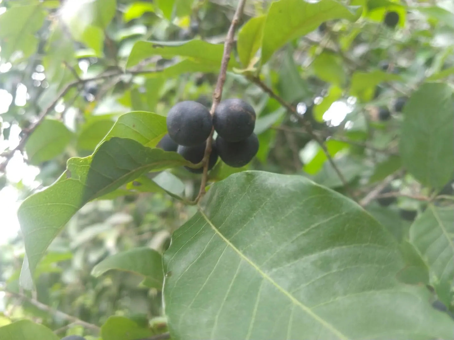 Pouteria gardneri "Sapotinha"