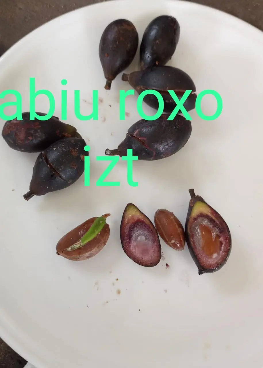 Pouteria sp. "Abiu Mirim Roxa Redondo"
