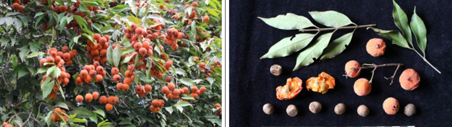 Eugenia beaurepairiana (1 seed) - HapaJoeNursery