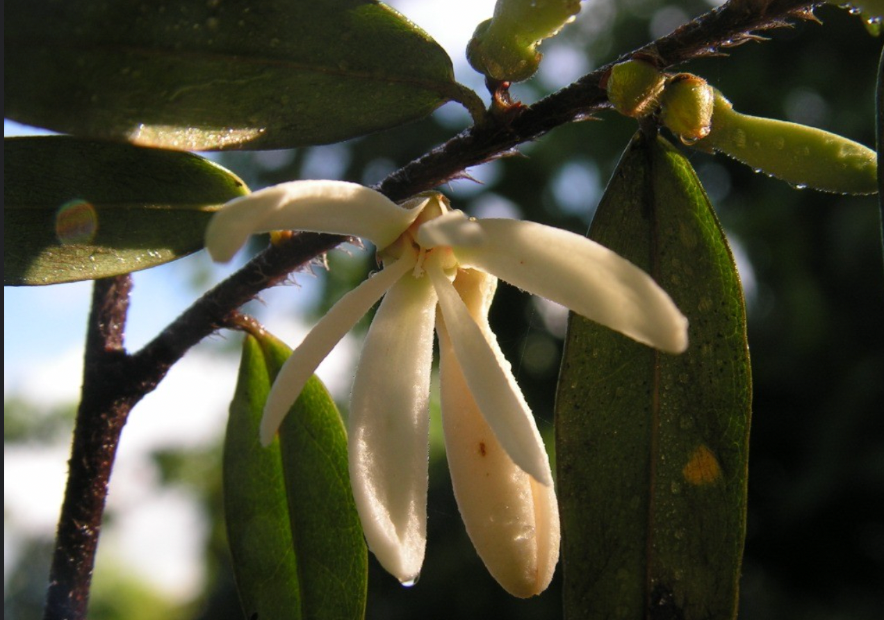 Xylopia frutescens "Embira vermelha" Hapa Joe's Nursery