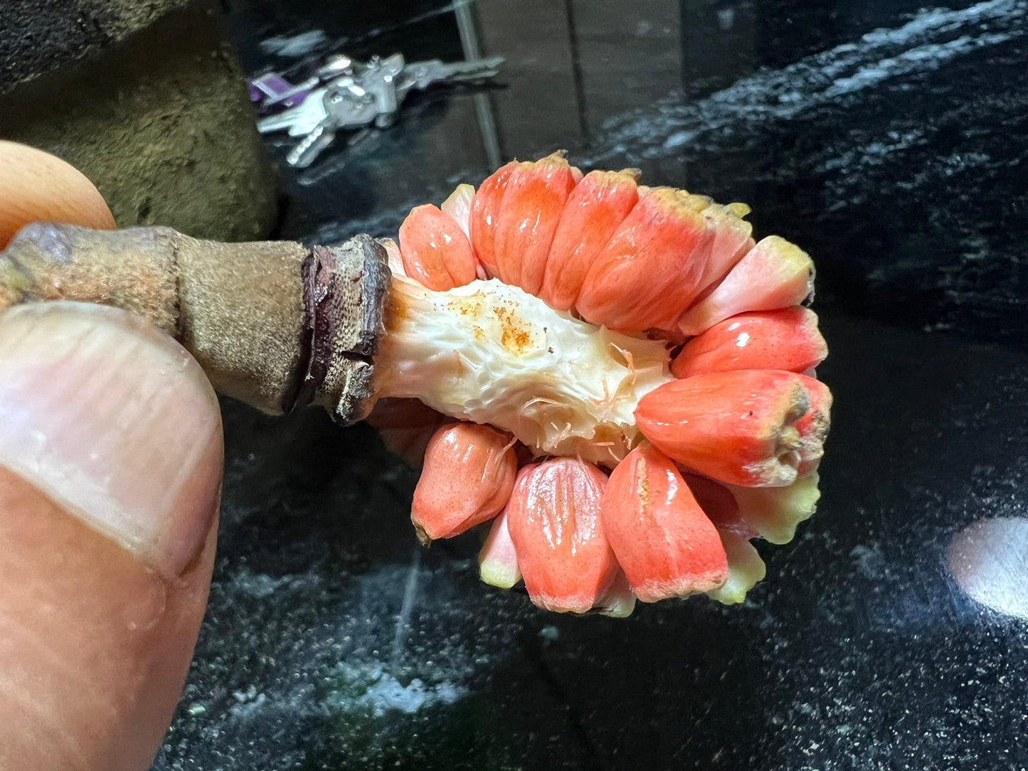 Duguetia magnoliidae Hapa Joe's Nursery