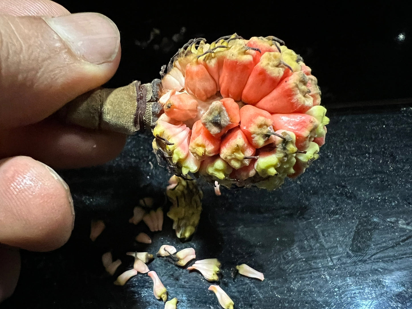 Duguetia magnoliidae Hapa Joe's Nursery