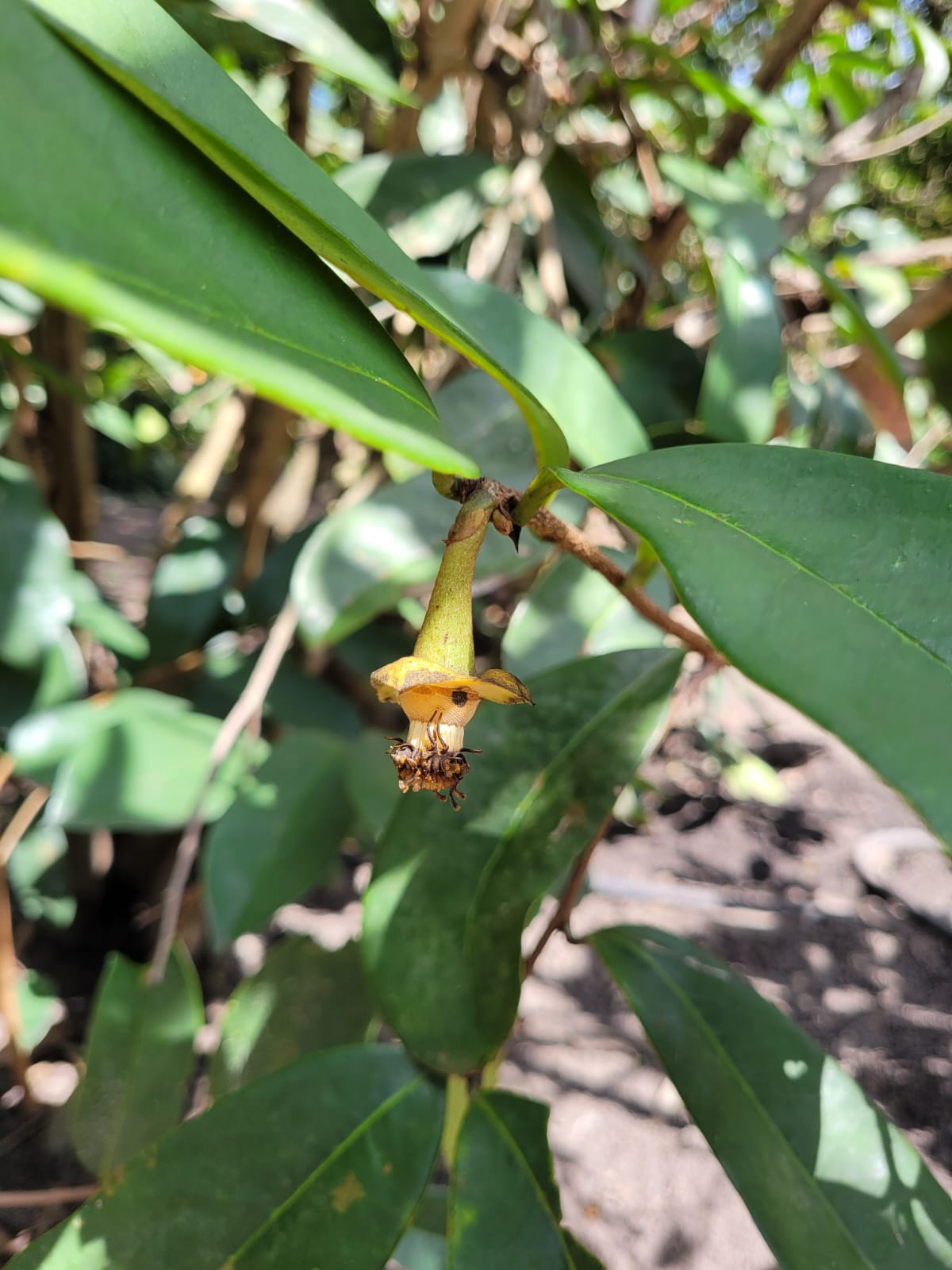 Annona sp Folha Grande - Hapa Joe's Nursery - 90.00