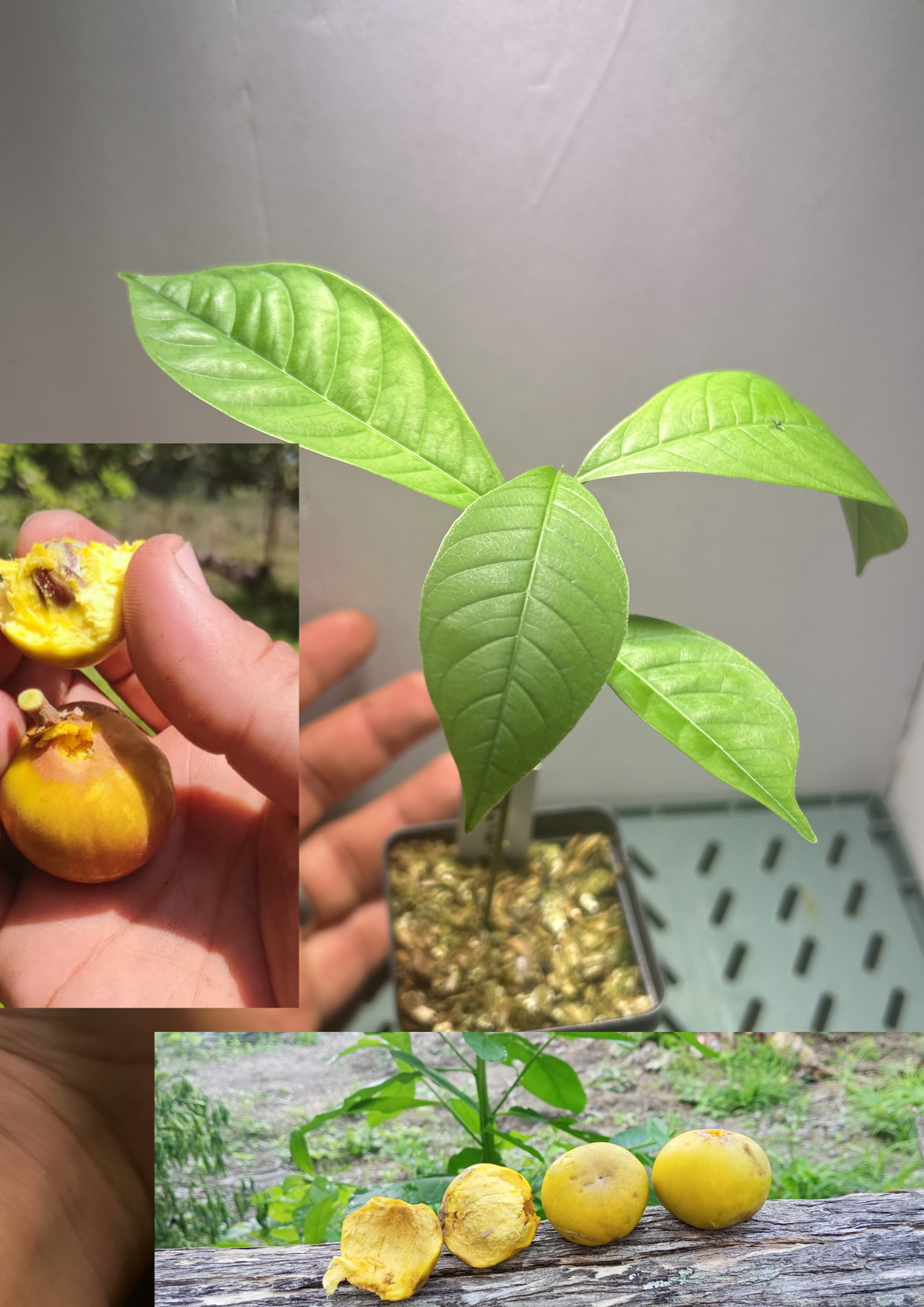 Pouteria macrophylla “Cutite” "Tuturuga" - Hapa Joe's Nursery - 40.00