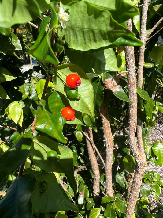 Myrciaria sp Vermelha de Bahia Caatinga (Germinated!!!) - Hapa Joe's Nursery - 25.00