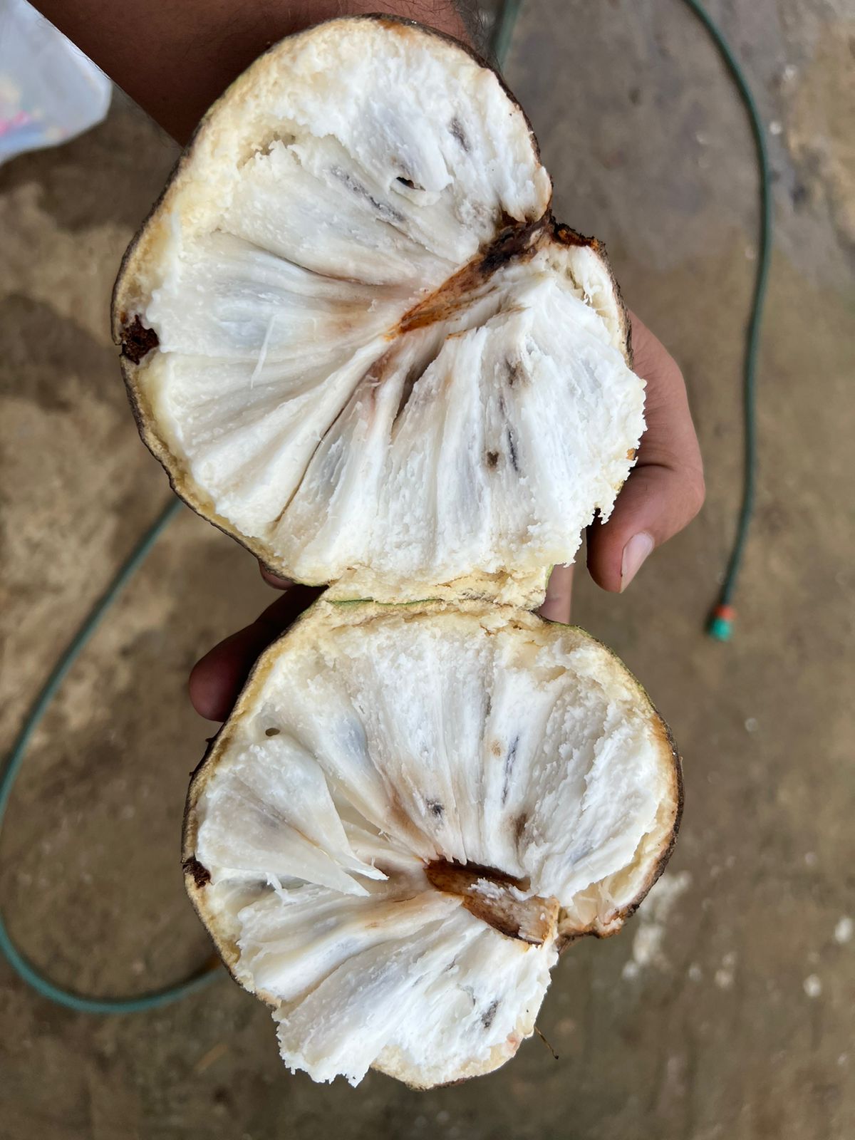 Annona salzmannii "Beach Sugar Apple" - Hapa Joe's Nursery - 15.00