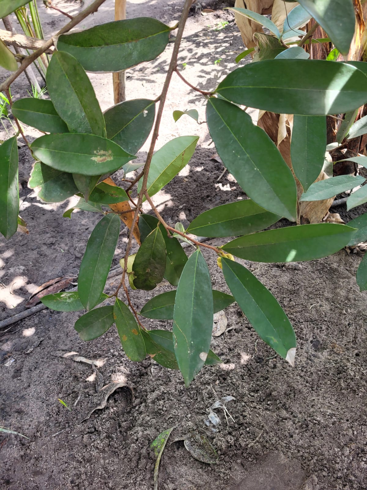 Annona sp Folha Grande - Hapa Joe's Nursery - 90.00