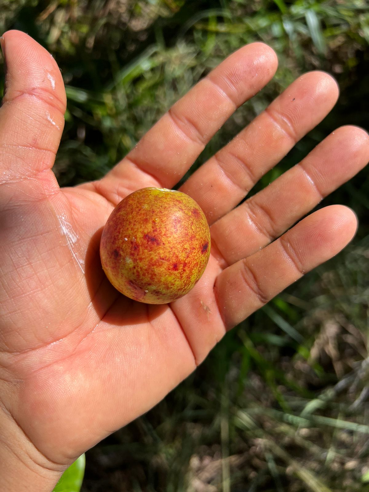 Annona spinescens "Bahia" - Hapa Joe's Nursery - 5.00